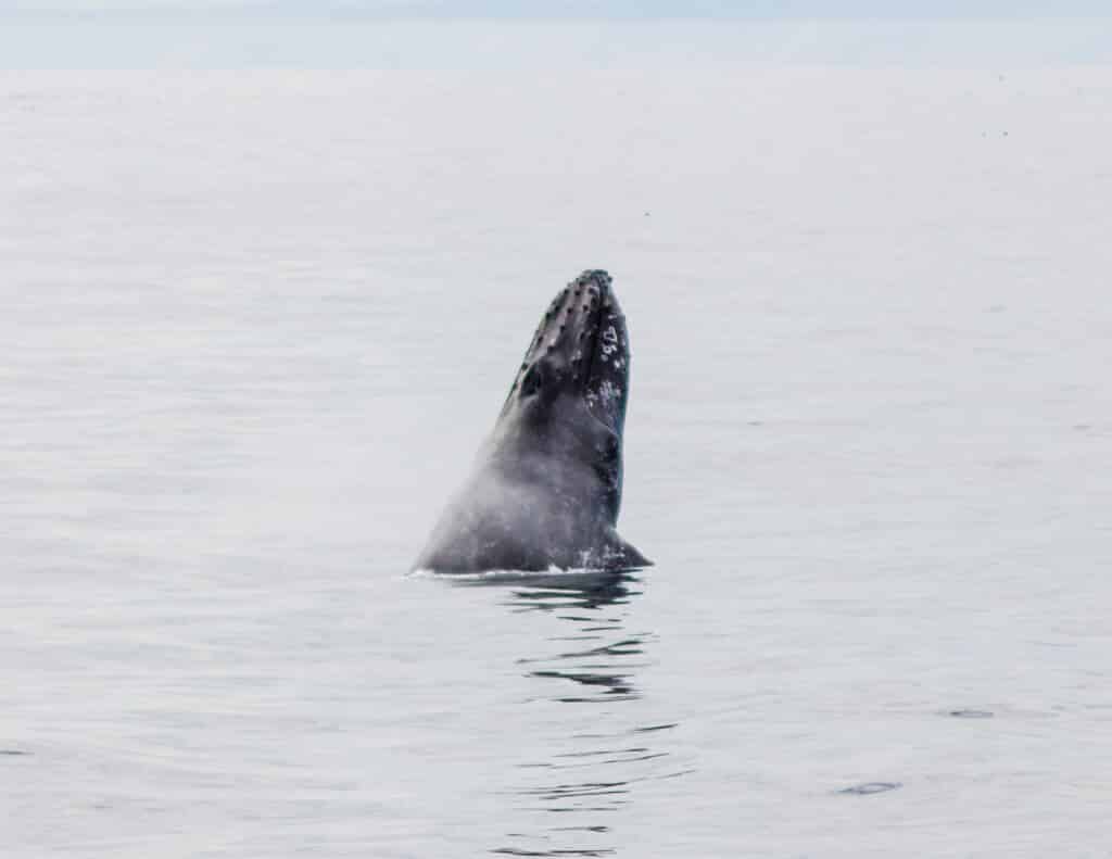 Whale in Kenai Fjords