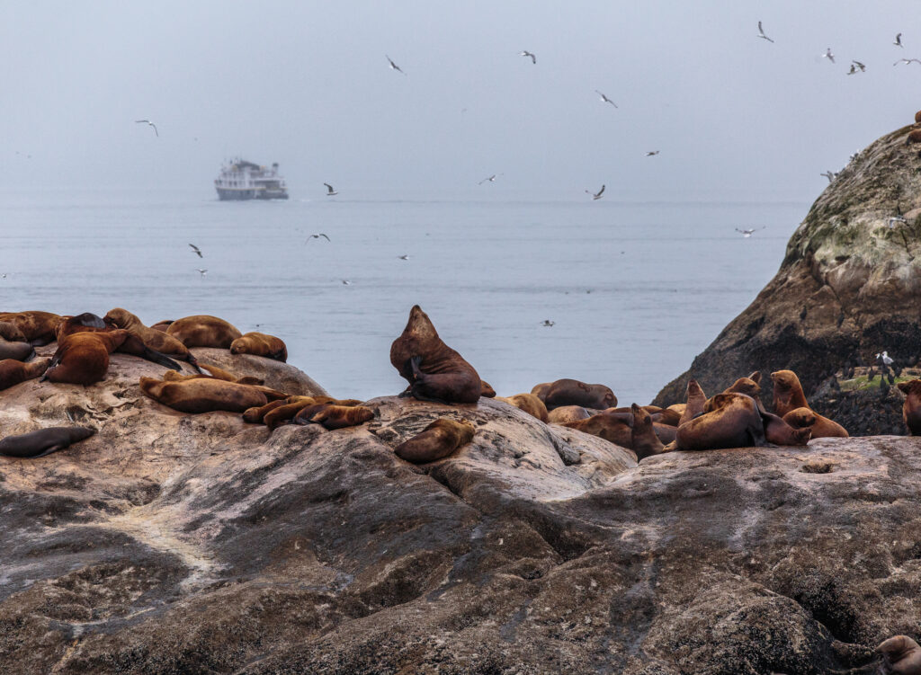 Sea Lions