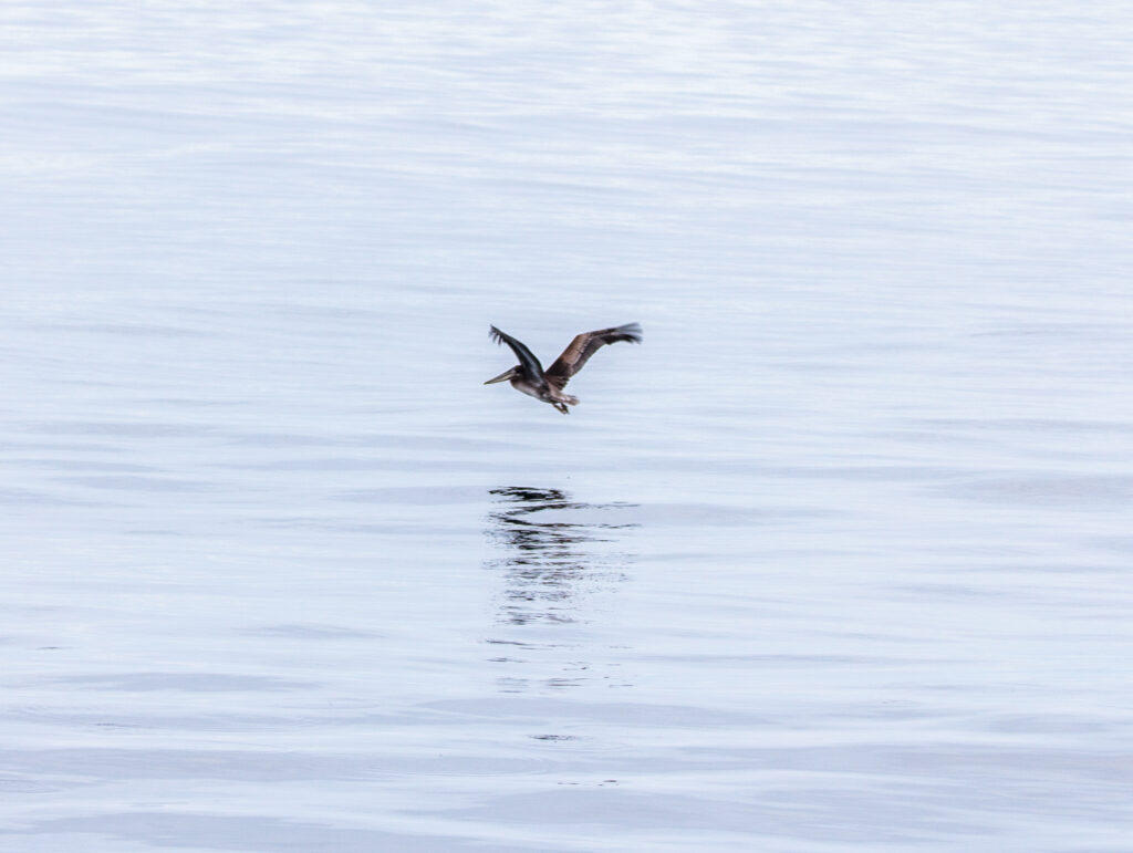 California Brown Pelican