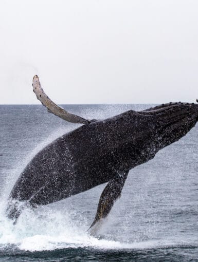 Whale Jumping in the Strait of Juan de Fuca off the coast of Vancouver Island