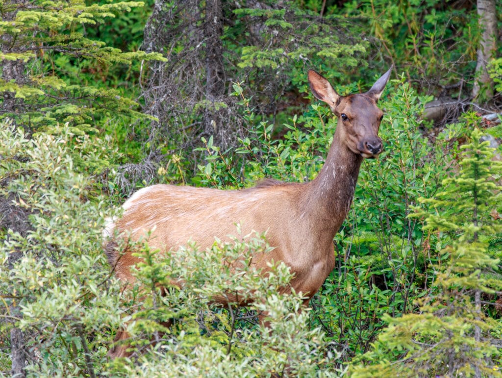 An elk looks on while the elk it was with is swept down a raging river. The other elk eventually got out.