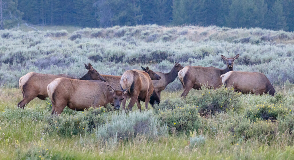 Elk Cows