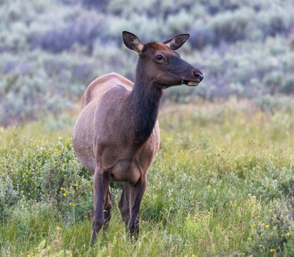 Elk eating in Yellowstone