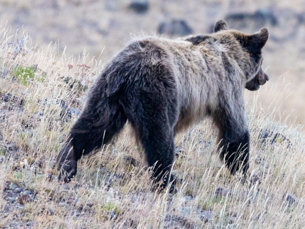 Grizzly Walking in Yellowstone